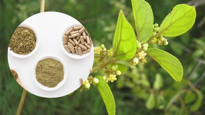 Thành phần thường gặp của thực phẩm chức năng chữa bệnh tiểu đường là Gymnema Sylvestre (Dây thìa canh) 